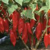 Hot Paper Lantern - Organic Habanero Pepper Seed