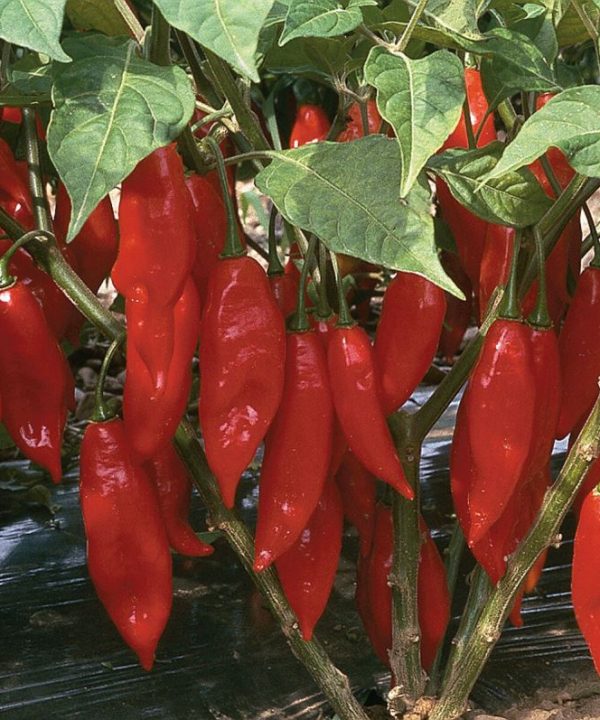 Hot Paper Lantern - Organic Habanero Pepper Seed