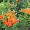 Pleurisy Root - Asclepias Seed