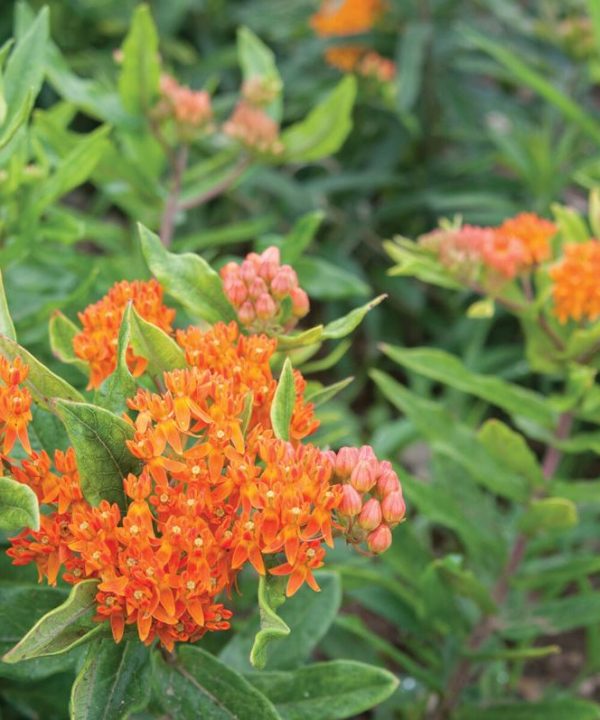 Pleurisy Root - Asclepias Seed