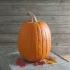 Rock Star - (F1) Pumpkin Seed