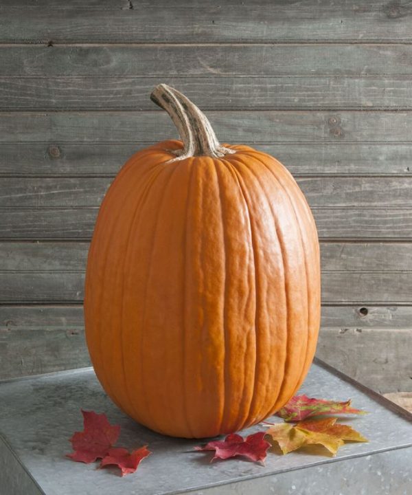 Rock Star - (F1) Pumpkin Seed