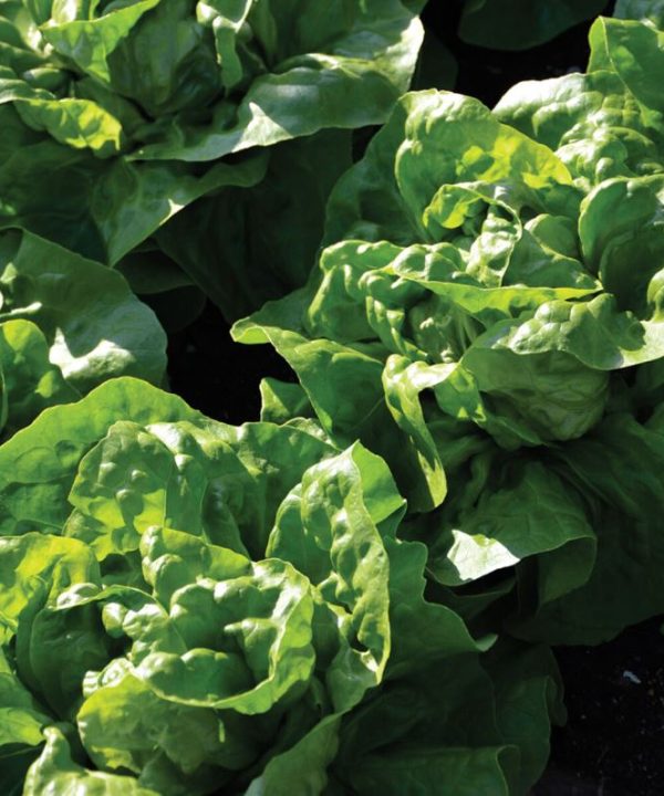 Adriana - Lettuce Seed