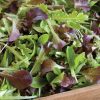 Encore Lettuce Mix - Organic Vegetable Seed