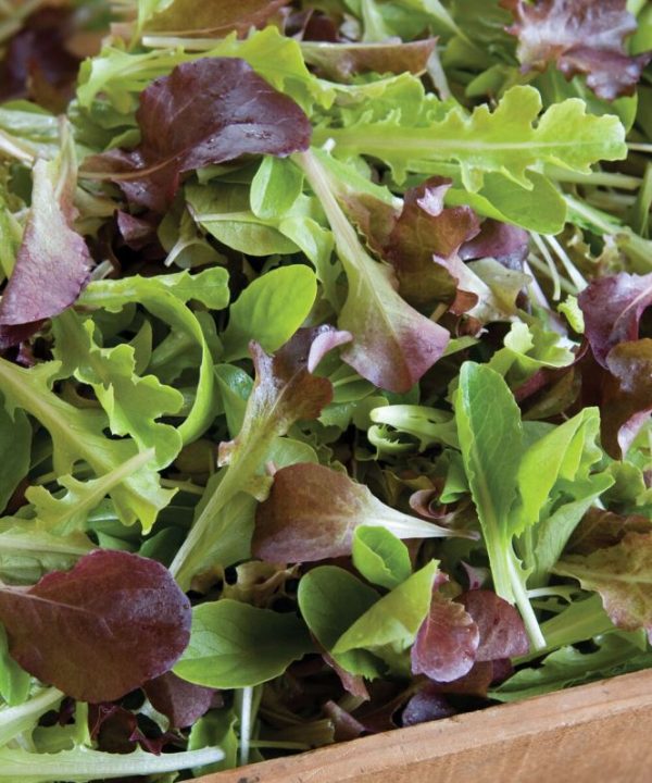 Encore Lettuce Mix - Organic Vegetable Seed