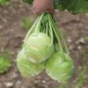 Kossak - (F1) Kohlrabi Seed