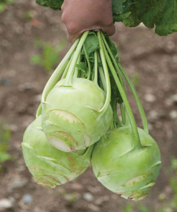 Kossak - (F1) Kohlrabi Seed