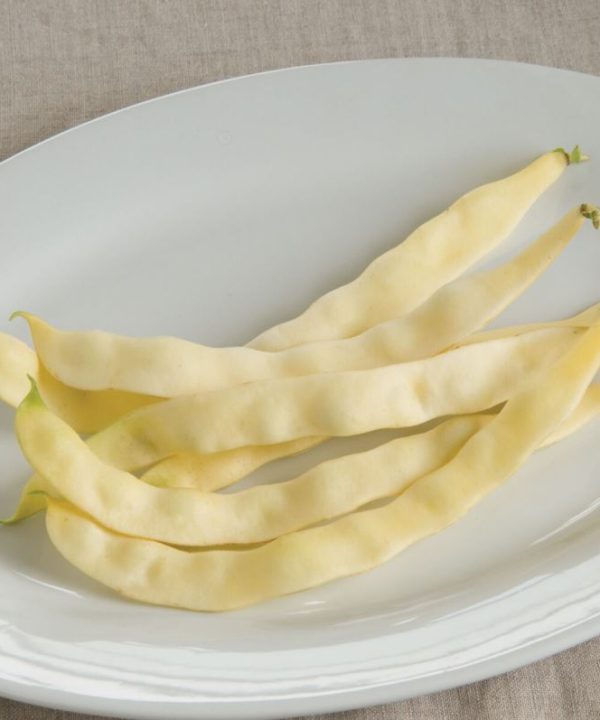 Marvel of Venice - Bean Seed