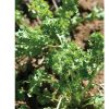 Wrinkled Crinkled Cress - Green Seed