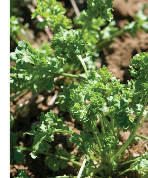 Wrinkled Crinkled Cress - Green Seed