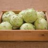 Kossak - Organic (F1) Kohlrabi Seed
