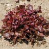 Oscarde - Lettuce Seed