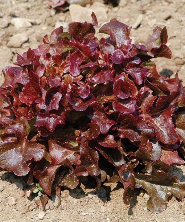 Oscarde - Lettuce Seed