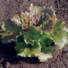 Magenta - Lettuce Seed
