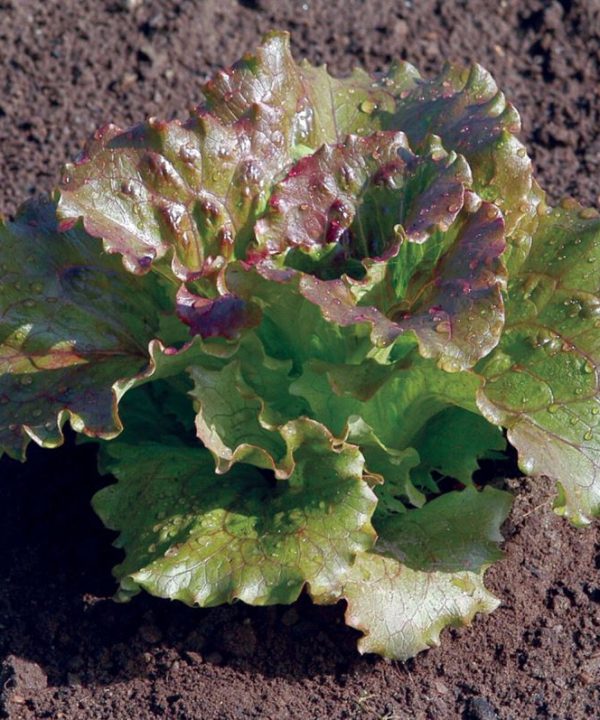 Magenta - Lettuce Seed