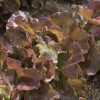 Skyphos - Lettuce Seed