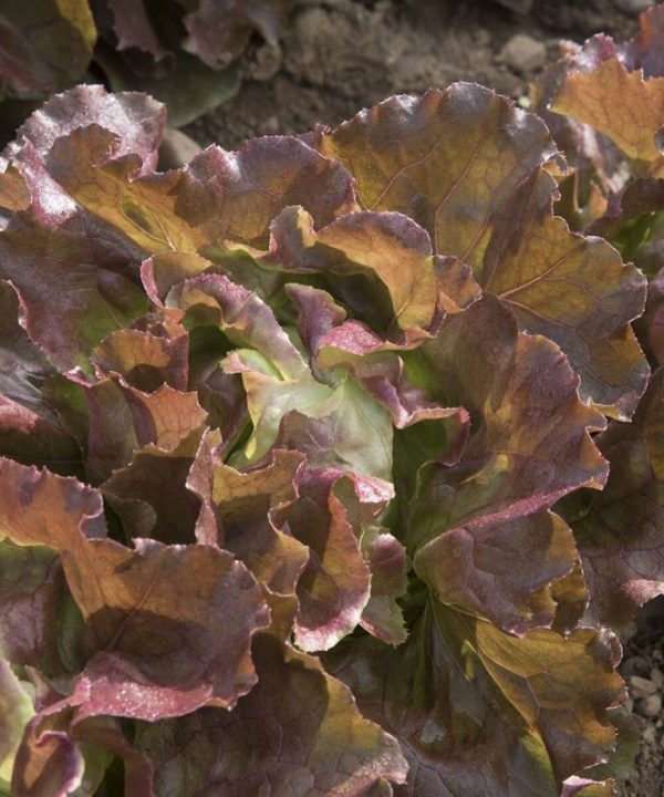 Skyphos - Lettuce Seed