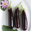 Hansel - (F1) Eggplant Seed