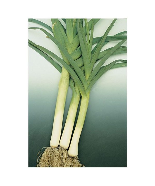 King Richard - Leek Seed