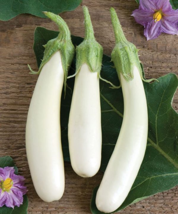 Gretel - (F1) Eggplant Seed