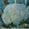 Gypsy - (F1) Broccoli Seed