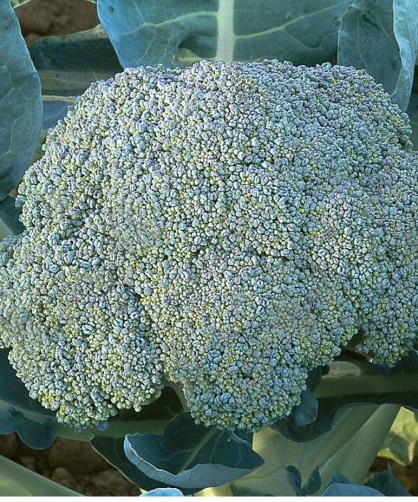 Gypsy - (F1) Broccoli Seed