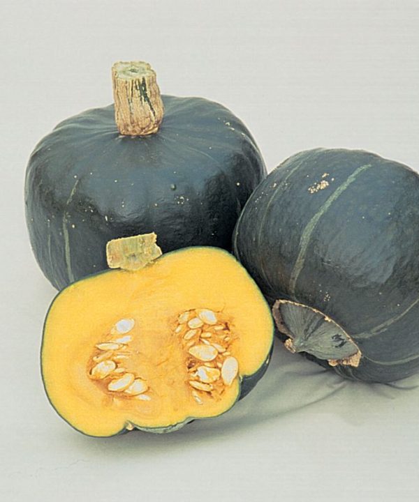 Buttercup (Burgess Strain) - Organic Squash