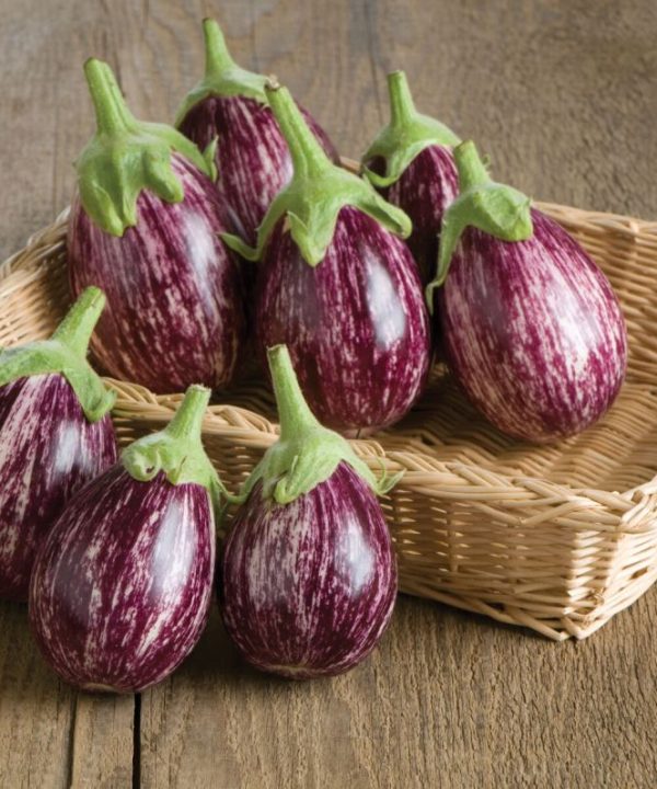 Calliope - (F1) Eggplant Seed