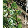 Red Malabar Spinach - Specialty Green Seed