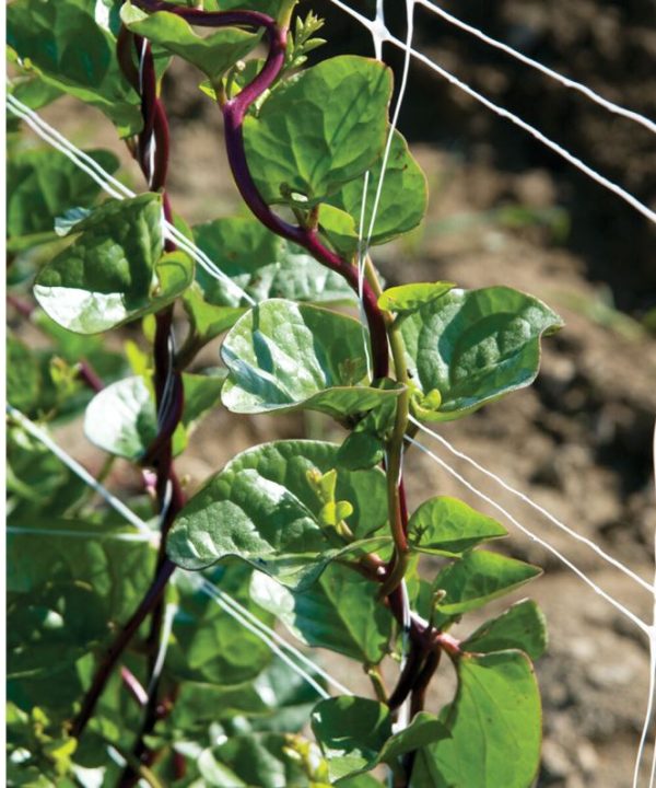 Red Malabar Spinach - Specialty Green Seed