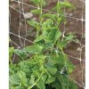 Green Malabar Spinach Specialty Green Seed
