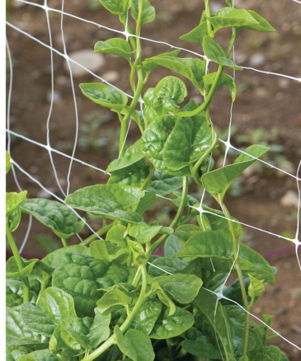 Green Malabar Spinach Specialty Green Seed