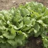 Concept - Organic Lettuce Seed
