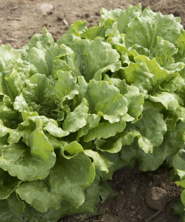 Concept - Organic Lettuce Seed