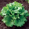 Concept - Organic Lettuce Seed