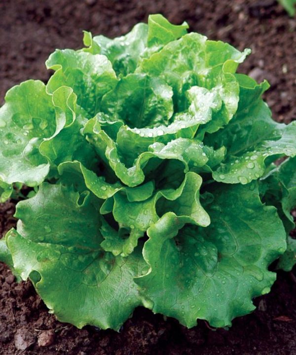 Concept - Organic Lettuce Seed