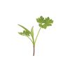Chervil - Microgreen Seed