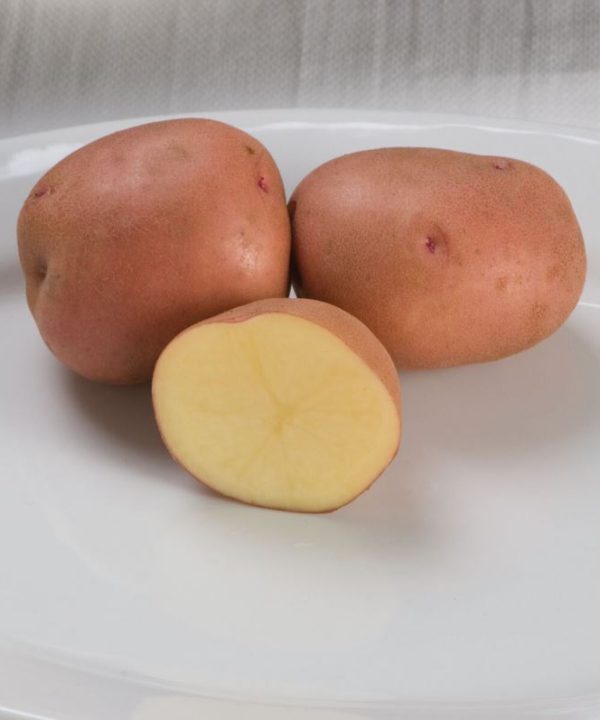 Red Gold - Seed Potatoes