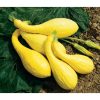 Yellow Crookneck - Organic Yellow Summer Squash Seed