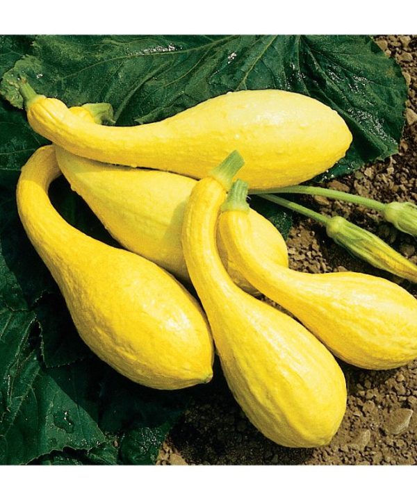 Yellow Crookneck - Organic Yellow Summer Squash Seed
