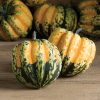 Carnival - (F1) Pumpkin Seed