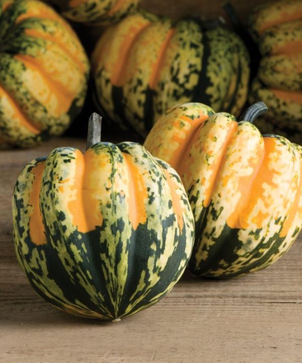 Carnival - (F1) Pumpkin Seed
