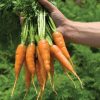 Caracas - Carrot Seed