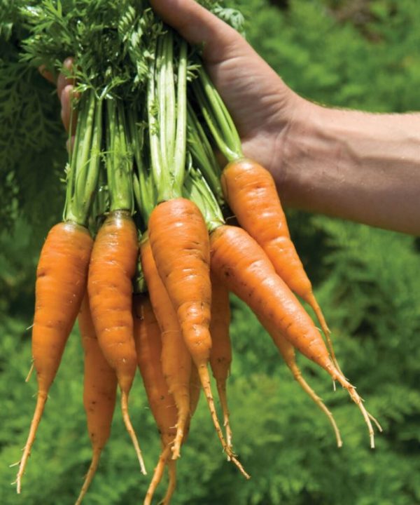 Caracas - Carrot Seed