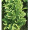 Suehlihung No. 2 - Mustard Green Seed