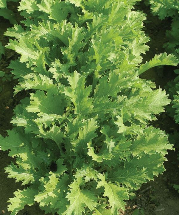 Suehlihung No. 2 - Mustard Green Seed