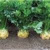 Brilliant - Celeriac Seed