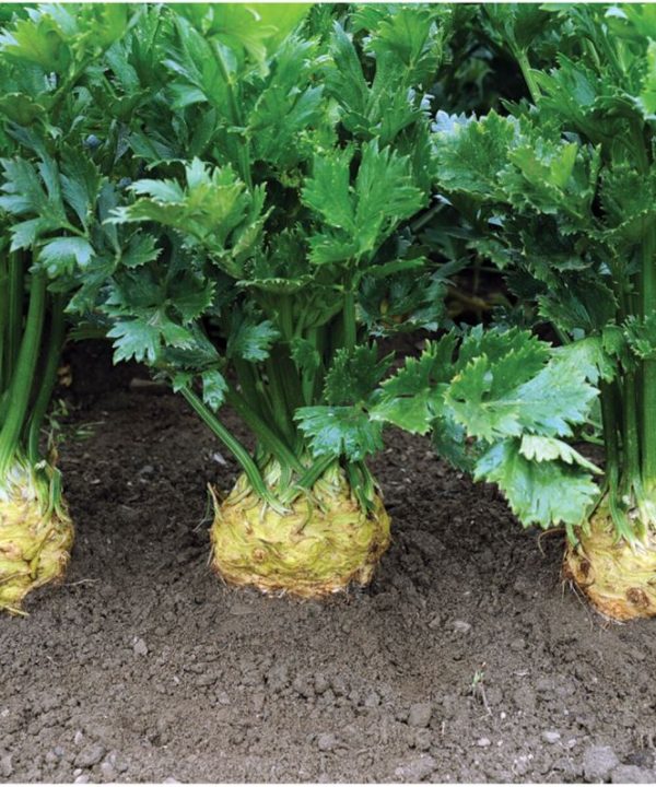 Brilliant - Celeriac Seed