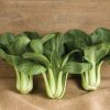 Black Summer - Bok Choy Seeds