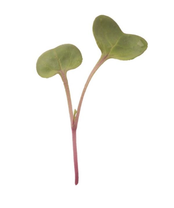 Radish, Hong Vit - Microgreen Seed